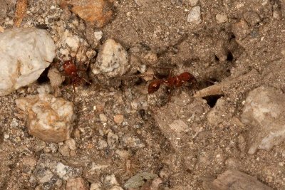 Red Ants