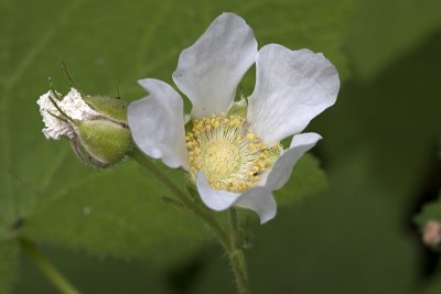 Thimbleberry (Rubus parviflorus)