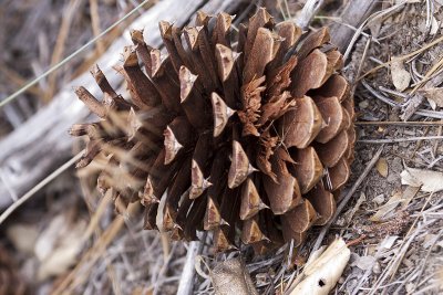 Yellow (Ponderosa) Pine - cone (Pinus ponderosa)
