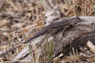 Southern Sagebrush Lizard (Sceloporus vandenburgianus)