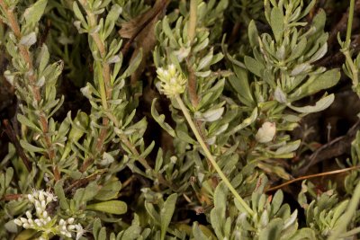 Wand Buckwheat (Eriogonum roseum)