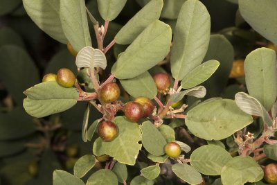 California Coffee Berry (Rhamnus Californica)