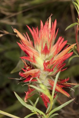 Giant Red Paintbrush (Castilleja miniata miniata)