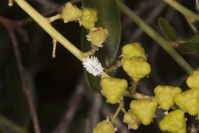 Mealy-bug on Palmer Lilac