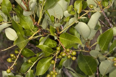 Western Choke Cherry (Prunus virginiana demissa)