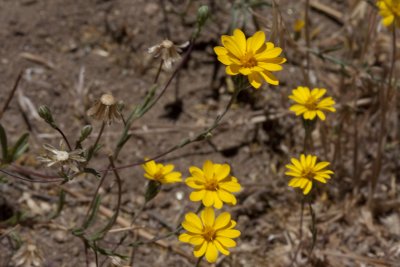 California Matchweed (Gutierrezia californica)