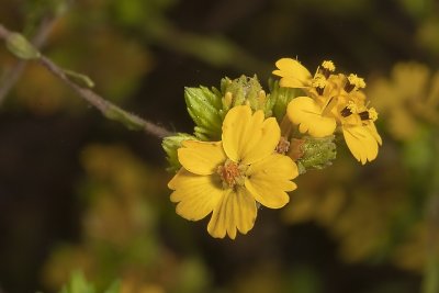 Golden Yarrow (Eriophyllum confertiflorum confertiflorum)