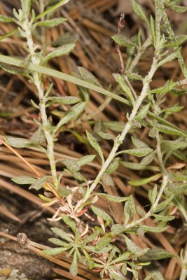 Wright's Buckwheat ( Eriogonum wrightii )