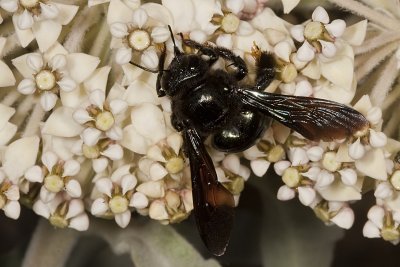 Carpenter Bee