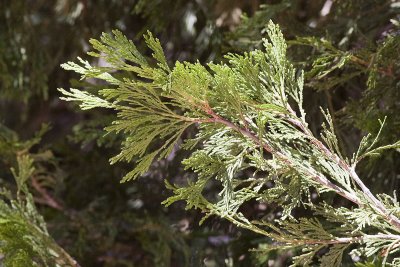 California Incense Cedar (Calocedrus decurrens)