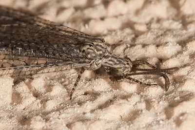 Antlion (Brachynemurus sackeni)