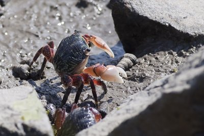 Mud Flat Crab (<em>Hemigrapsus oregonensis</em>)