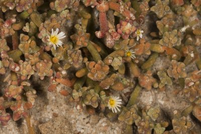 Slender-leaf Iceplant (Mesembryanthemum nodiflorum