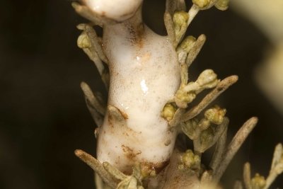 Spittle Bug  (<em>Clastoptera juniperina</em>)