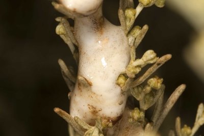 Spittle Bug  (Clastoptera juniperina)