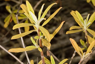 Black Sage (Salvia mellifera)