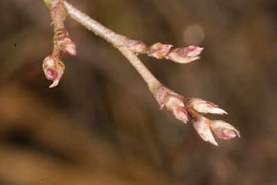 Marsh Rosmary (Limonium califonicum)