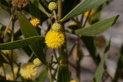 Red-eye Acacia (Acacia cyclops)