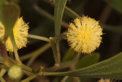 Red-eye Acacia (Acacia cyclops)