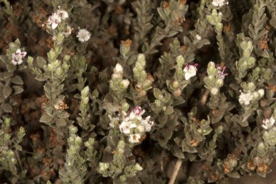 Alkali Weed (Cressa truxillensis)