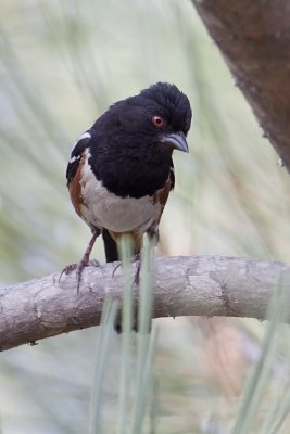 Spotted Towhee