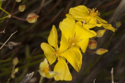 Yellow Rock-rose (Helianthemum scoparium)