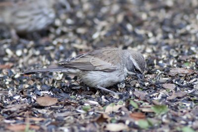 Black-throated Sparrow - juvenile