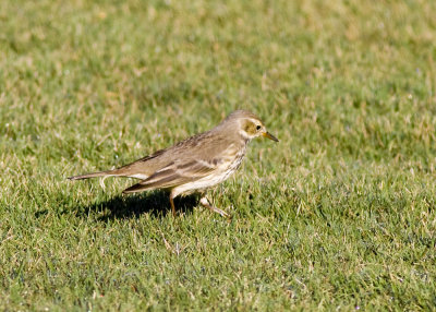 American Pipit