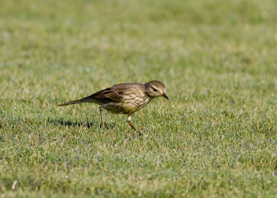 American Pipit