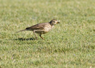 American Pipit