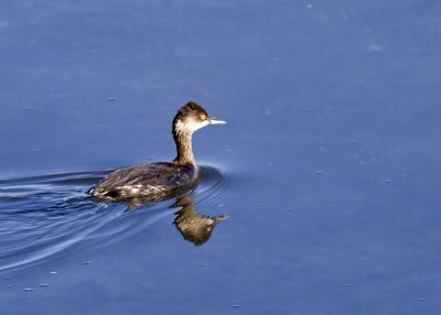 Eared Grebe