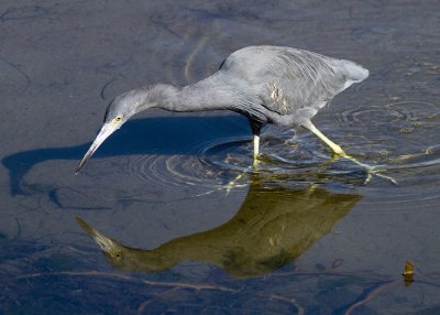 Little Blue Heron
