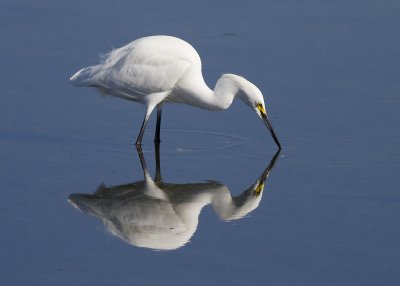 Snowy Egret