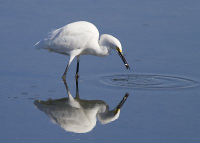 Snowy Egret