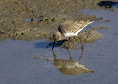 Western Sandpiper