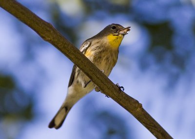 Yellow-rumped Warbler