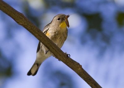 Yellow-rumped Warbler