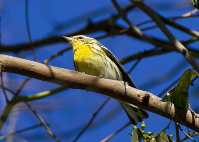 Blackburnian Warbler