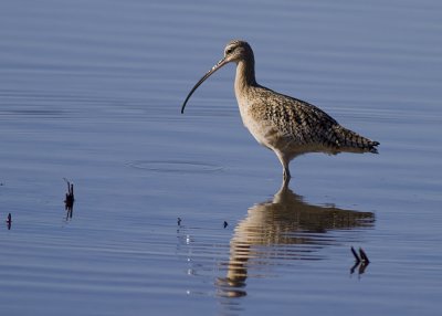 Long Billed Curlew