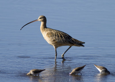 Long Billed Curlew