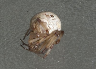 Brown Widow (Latrodectus geometricus)