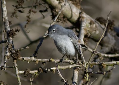 Blue-gray Gnatcatcher