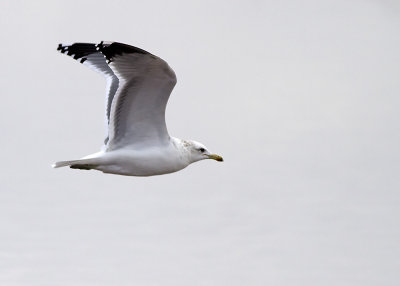 California Gull