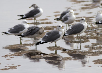 California Gull