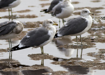 California Gull