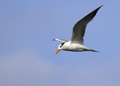 Royal Tern