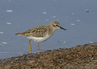 Least Sandpiper