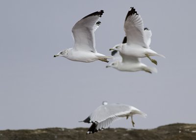 Ring-billed Gull