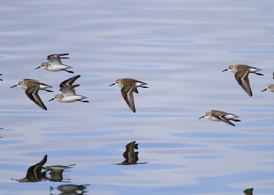 Western Sandpiper