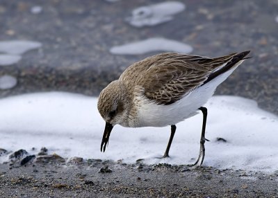 Western Sandpiper